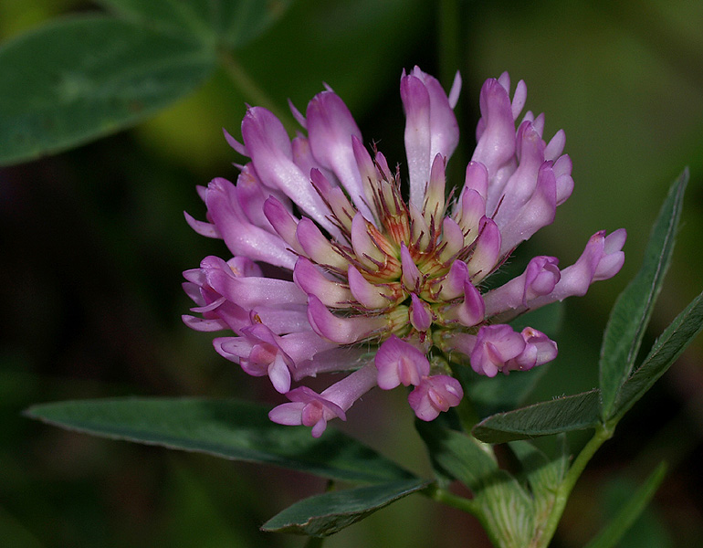 Trifolium pratense / Trifoglio dei prati